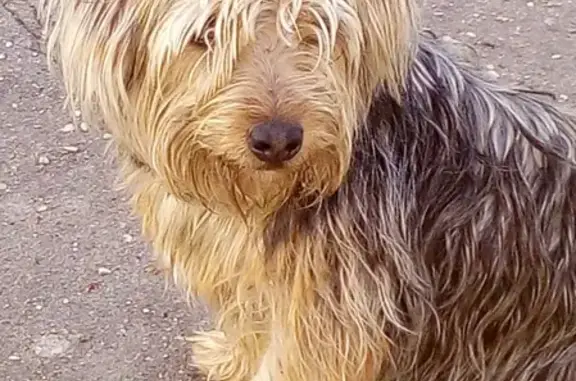 Найдена крупная собака в Дедовске