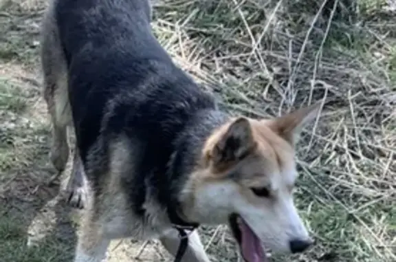Пропала собака в районе станции «Ильинская» - помогите найти!