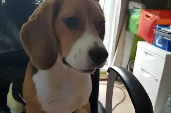 Собаки потеряшки, Нижний Новгород, фото: Потеряшка собака Мишель в Щербинках, Нижний Новгород