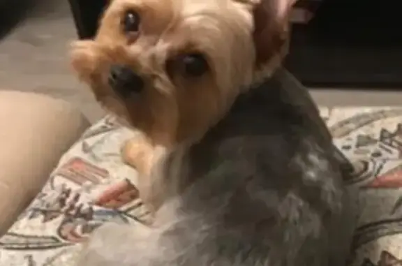 Объявления о пропавших и найденных животных, Москва, фото: Пропала собака по адресу Люблинская 113 к 2-3, Москва.