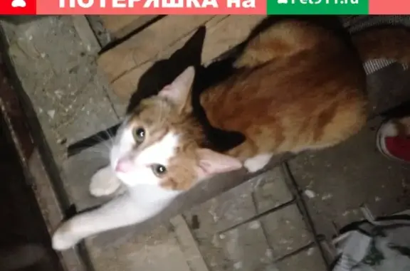 Найдена кошка в посёлке Горки-2, Одинцовский район
