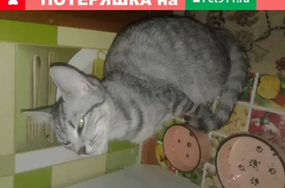 Пропала кошка в Московском микрорайоне, д.49