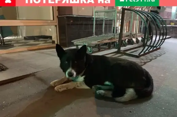 Найдена большая чёрная собака возле Супермаркет Сити на Мичуринском проспекте
