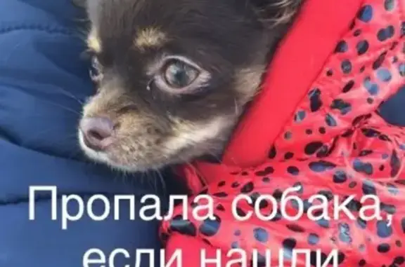 Собаки потеряшки, Уфа, фото: Потеряшка собака в Черниковке, коричневый окрас