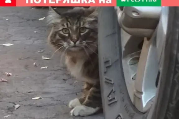 Кошка с ошейником на Ленинградском 12