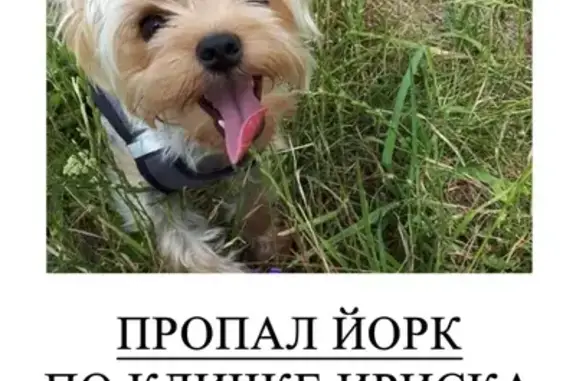 Пропала собака Ириска на проспекте Камалеева
