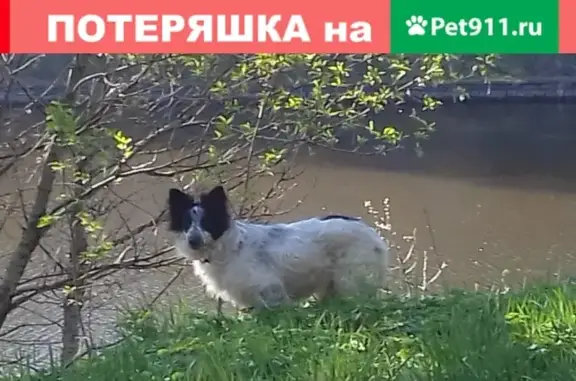 Пропала собака Берта в Тамбовской области