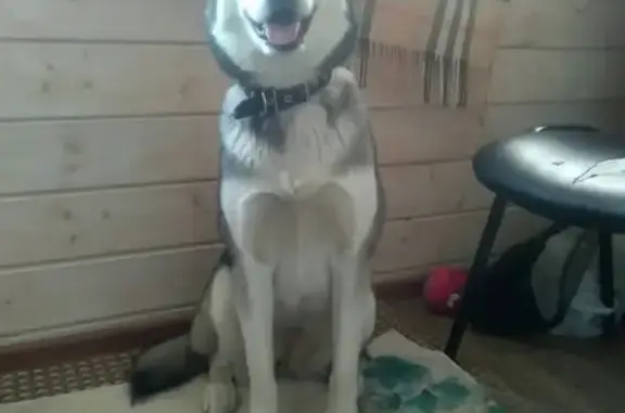 Найдена собака в Ивантеевке без клейма и чипа