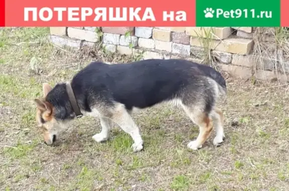 Найдена собака в районе Ключевого, ищем хозяина