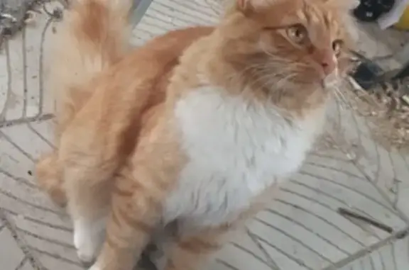 Пропала кошка на улице Пешехонова в Наро-Фоминске