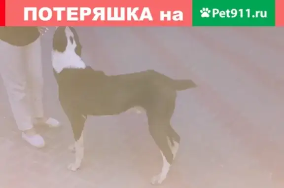 Найдена собака в районе БелГУ, контакты внутри
