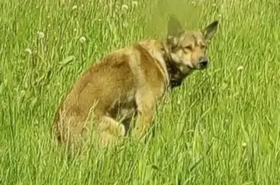 Найден пёс в ошейнике в селе Зоркальцево, Томская область