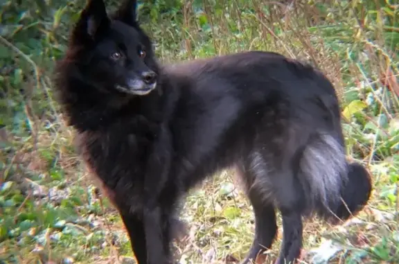 Потерянные животные Москва, фото: Пропала собака в Москве, район юго-западный лесопарк.