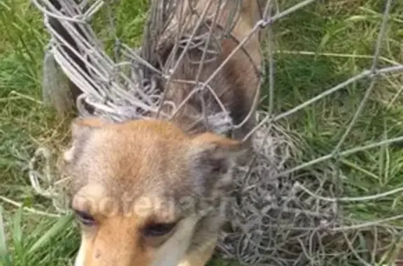 Найдена собака в СНТ Боровинка, ищем хозяев!