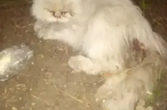 Найдена персидская кошка в Курске, нуждается в помощи