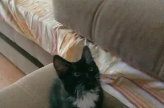 Найден черный котенок с белыми усиками и носочками в Москве