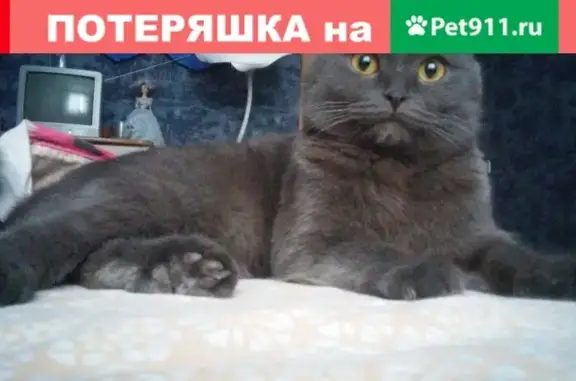 Кошки потеряшки, Киров, фото: Потеряшка кот по адресу ул. Горького, Киров, возраст 1.5 года.