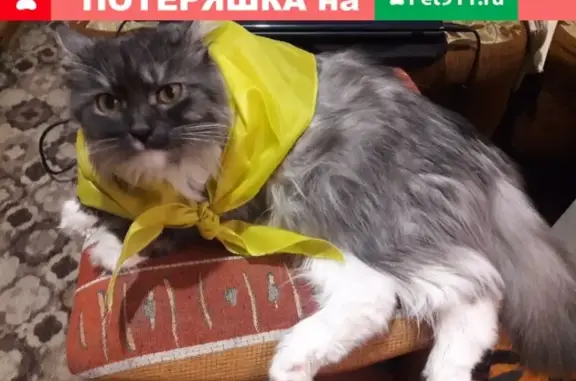 Пропал кот Няша на Ленинградской, 149 (Новосибирск)