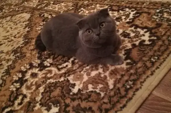 Кошки потеряшки, Бирюч, фото: Потеряшка кошка в Бирюче, вознаграждение гарантировано