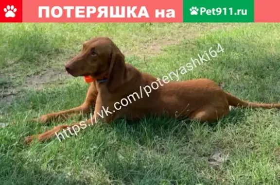Пропал охотничий пёс в Лесном районе, Саратов.