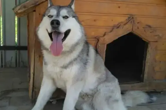 Пропала собака Хаски в поселке Мирный, Московская область