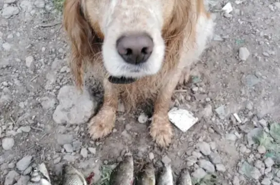Пропала собака Монморенси на ул. Щорса, Воронежская, Волховский район