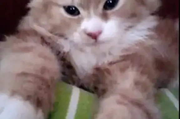 Кошки потеряшки, Тамбов, фото: Потеряшка кошка в Тамбове на пр. Н-Островского