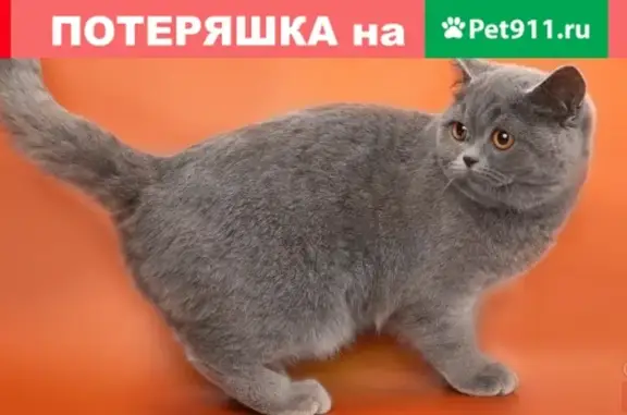 Пропала кошка в Иваново, помогите найти!
