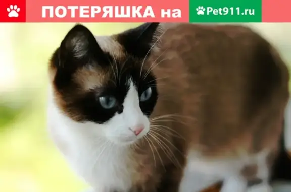 Пропала кошка в Иваново, д. Сальнаволок, 19й шлюз