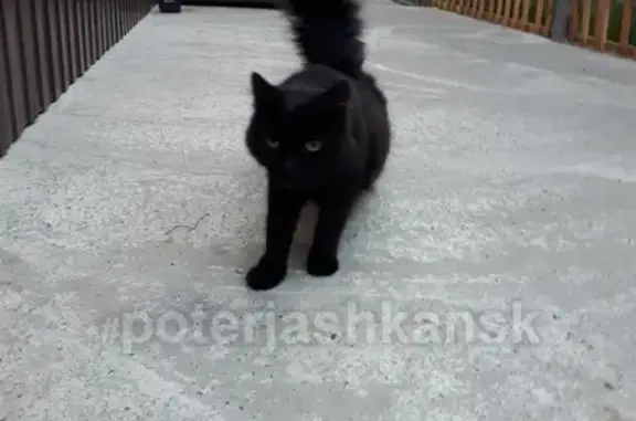 Найдена кошка в Толмачево, Новосибирск