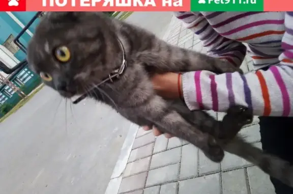 Найдена кошка в Буинске, Республика Татарстан