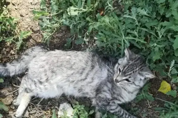 Найдена кошка на остановке 