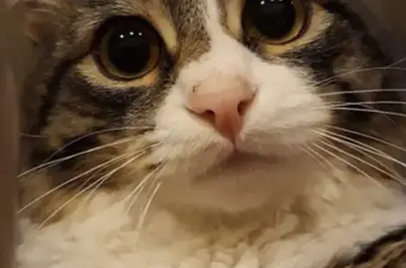 Потерянные животные Набережные Челны, фото: Пропала серая кошка в Набережных Челнах, вознаграждение.