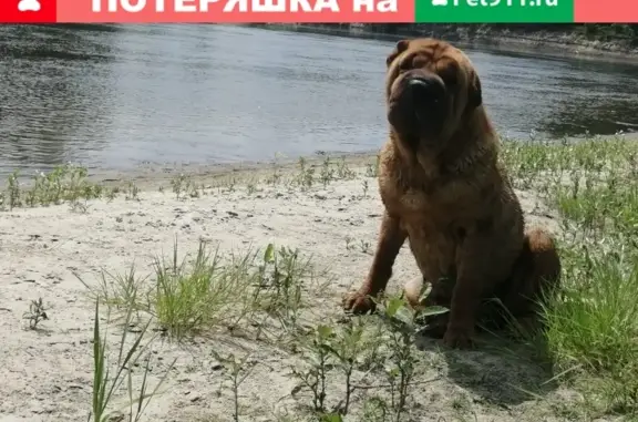 Пропала слеповатая собака на улице Октябрьской, Урюпинск