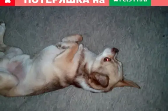Пропала собака в Александрове, помогите найти!