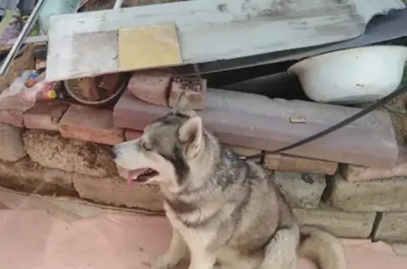 Собака хаски найдена в Нижнетавдинском районе