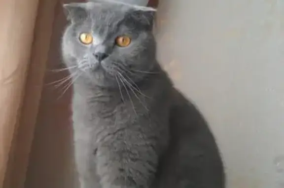Пропал кот Филя в 19 квартале Тольятти
