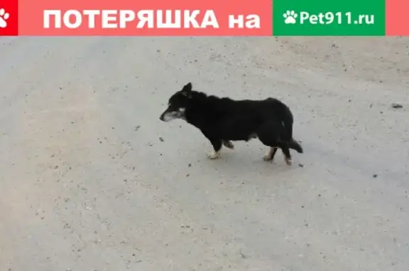 Пропала собака Стёпа в Ягуле, Республика Саха (Якутия)