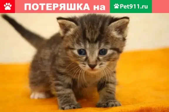 Найдена кошка, помогите разобрать котят! (Курск, Орловская 1а)