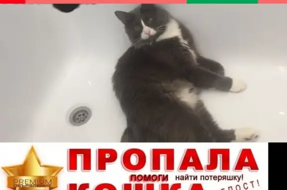 Найдена кошка в Люблино, Москва