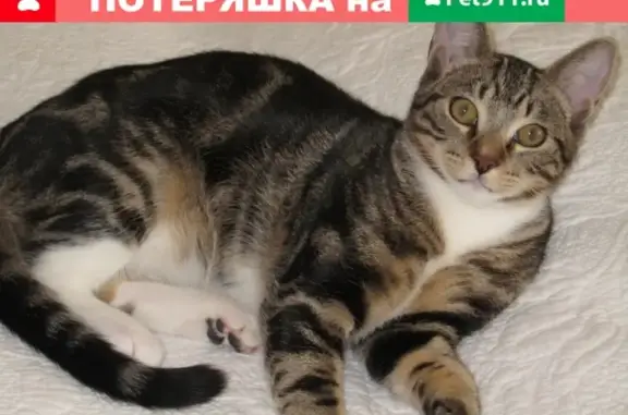 Пропала кошка Габи в д. Семёново, Мирный.