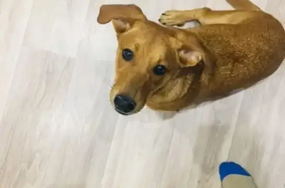 Найдена собака, Нижний Новгород, фото: Собака найдена на берегу Волги, ищем хозяина.