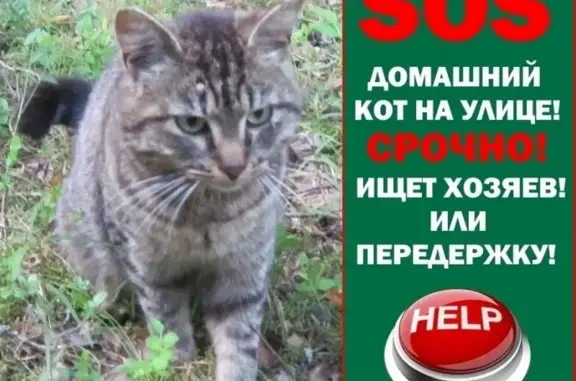 Пропал кот, найден на улице в Ленинградской области, ищет хозяев!