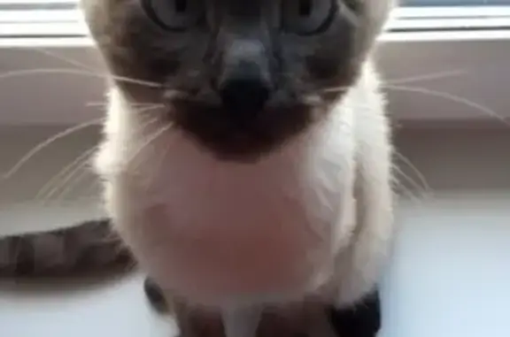 Пропал кот Лео в Ишимбае, нужна помощь!