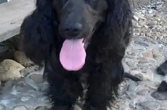 Найдена собака в Биробиджане