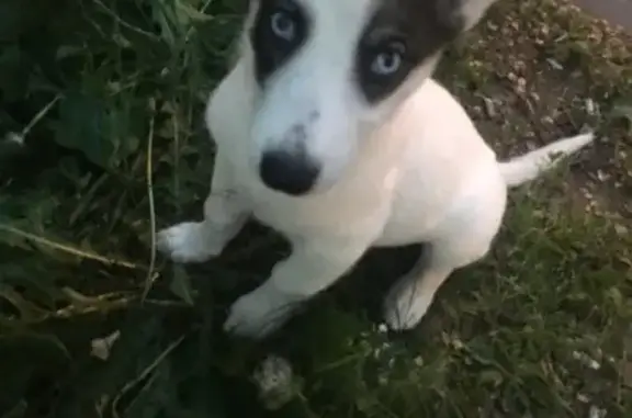 Пропала собака в Ступино: Сэм, белый окрас, уши коричневые, глаза голубые.