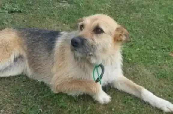 Найдена собака, Москва, фото: Найдена собака в Московской области, д. Бутырки