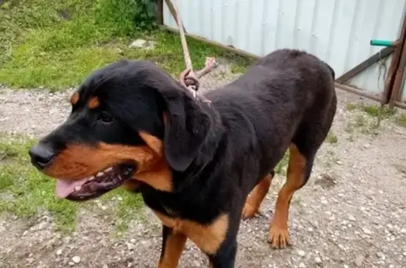 Собака найдена в Кумачево, Зеленоградский район, Калининград.