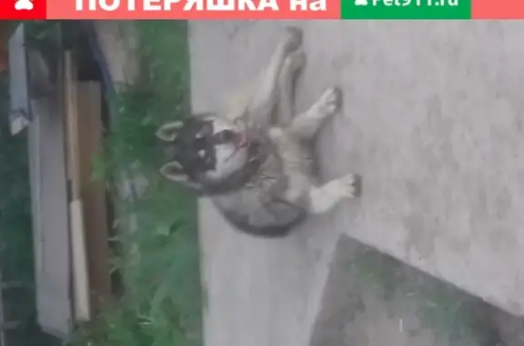 Собака с ошейником на 1-й Авиаторной, Астрахань