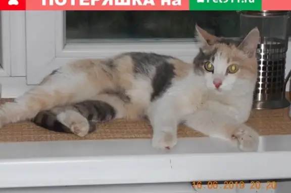 Найдена ухоженная кошка в Красноярске